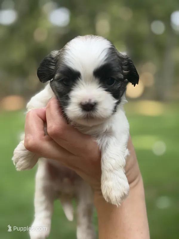 Marigold – Mal Shi puppy for sale in Gladstone, VA