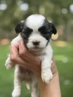 Marigold, a female Mal Shi for sale in Gladstone, VA – 1 of 2