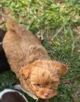 Rose, a female Maltipoo for sale in Gladstone, VA – 2 of 3