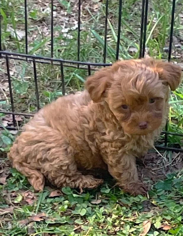 Rose, a female Maltipoo for sale in Gladstone, VA – 1 of 2