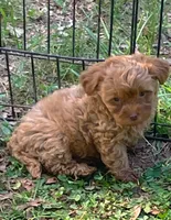 Rose, a female Maltipoo for sale in Gladstone, VA – 1 of 3