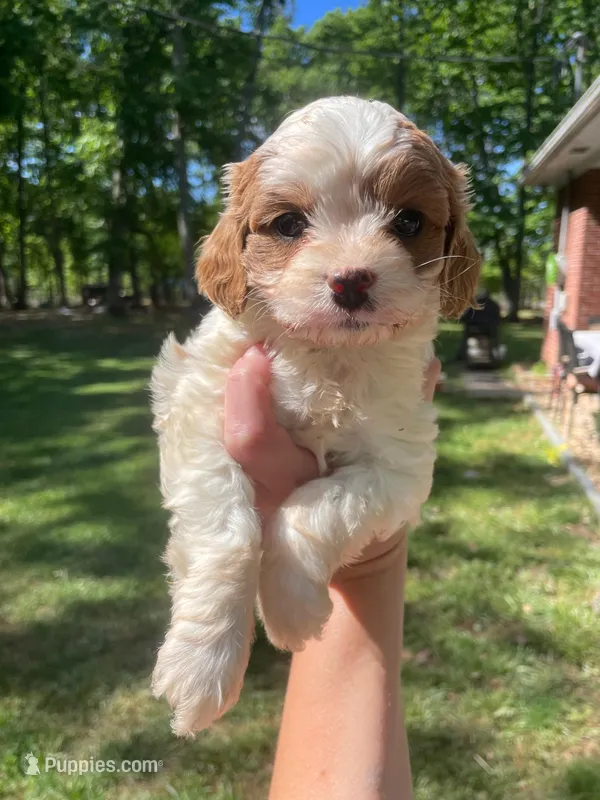 Sunshine  – Cavapoo puppy for sale in Gladstone, VA
