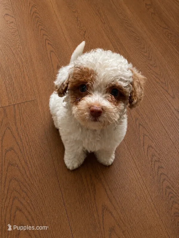 Magnolia – Maltipoo puppy for sale in Gladstone, VA