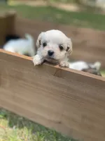 Paprika , a female Mal Shi for sale in Gladstone, VA – 2 of 5