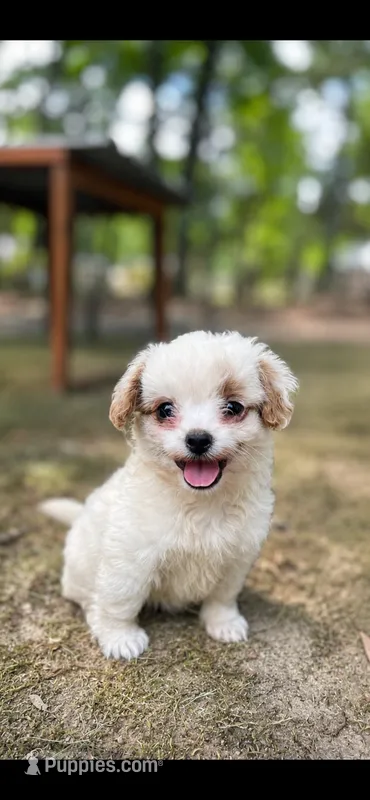 Paprika  – Mal Shi puppy for sale in Gladstone, VA