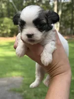 Maximus, a male Mal Shi for sale in Gladstone, VA – 7 of 7