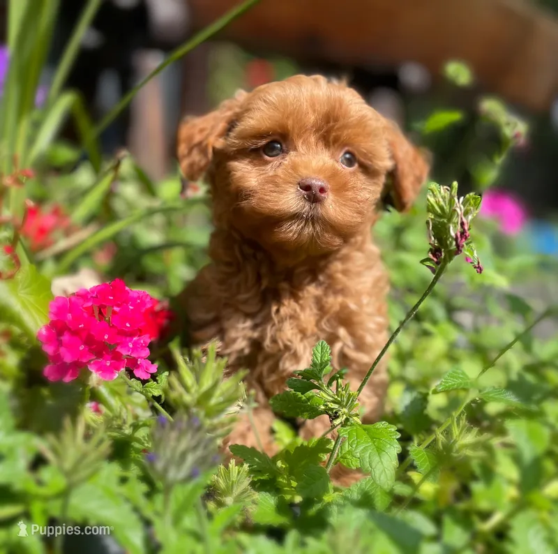 Rose – Maltipoo puppy for sale in Gladstone, VA