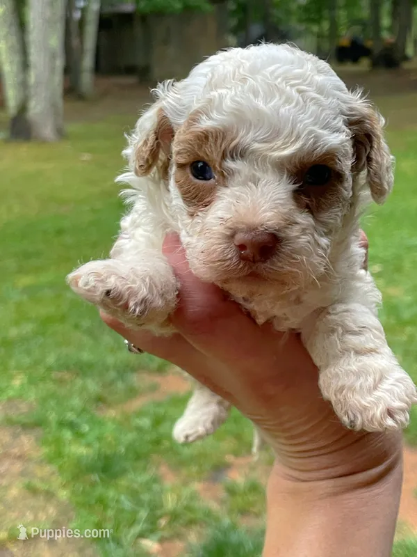 Magnolia – Maltipoo puppy for sale in Gladstone, VA