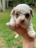 Magnolia, a female Maltipoo for sale in Gladstone, VA – 1 of 2
