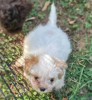 Paprika , a female Mal Shi for sale in Gladstone, VA – 3 of 5
