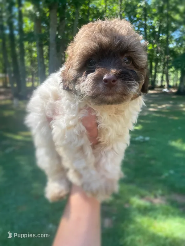 Cocoa – Maltipoo puppy for sale in Gladstone, VA