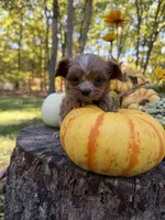 Poppy, a female Cavapoo for sale in Gladstone, VA – 4 of 4