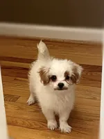 Yogurt, a female Mal Shi for sale in Gladstone, VA – 2 of 6