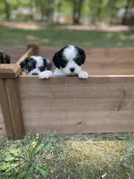 Winston, a male Cavalier King Charles Spaniel for sale in Gladstone, VA – 4 of 5