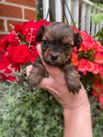 Cinnamon , a female Mal Shi for sale in Gladstone, VA – 2 of 4