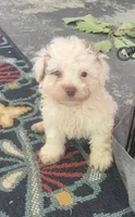 Button, a male Maltipoo for sale in Gladstone, VA – 2 of 2
