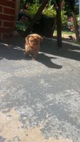 Rose, a female Maltipoo for sale in Gladstone, VA – 2 of 2