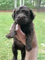 Ivy, a male Maltipoo for sale in Gladstone, VA – 3 of 3
