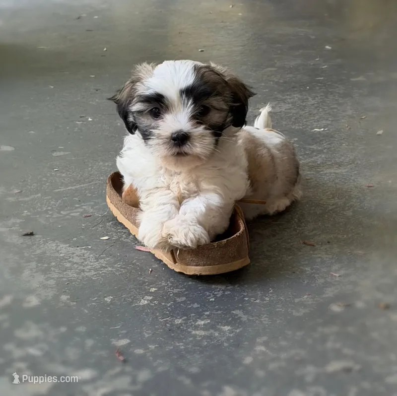 Tea Cup – Mal Shi puppy for sale in Gladstone, VA
