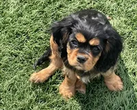 Fiona , a female Cavalier King Charles Spaniel for sale in Gladstone, VA – 1 of 4