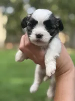 Marigold, a female Mal Shi for sale in Gladstone, VA – 2 of 2