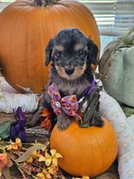 Ladybug , a female Cavapoo for sale in Gladstone, VA – 4 of 4