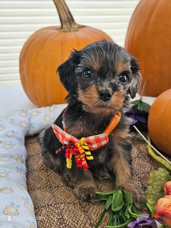 Ladybug  – Cavapoo puppy for sale in Gladstone, VA