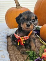 Ladybug , a female Cavapoo for sale in Gladstone, VA – 1 of 4