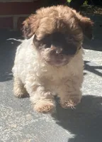 Cocoa, a female Maltipoo for sale in Gladstone, VA – 3 of 3