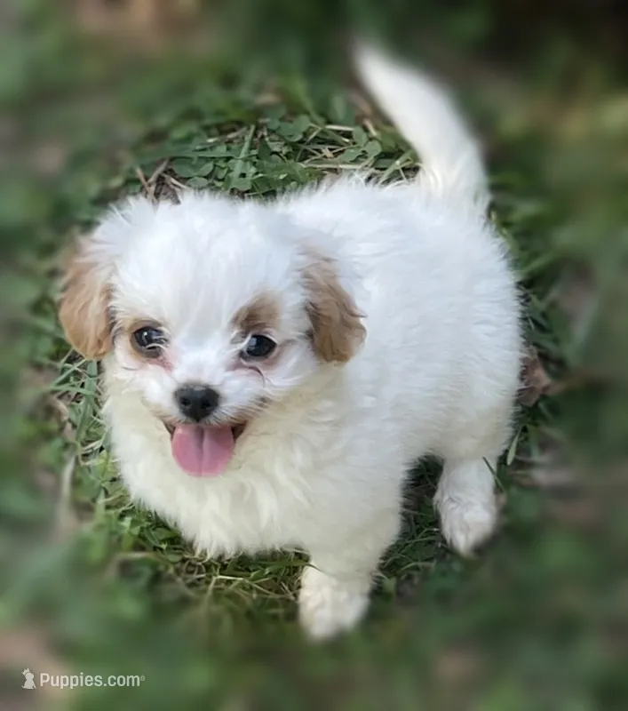 Yogurt – Mal Shi puppy for sale in Gladstone, VA