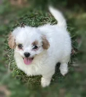 Yogurt, a female Mal Shi for sale in Gladstone, VA – 1 of 5
