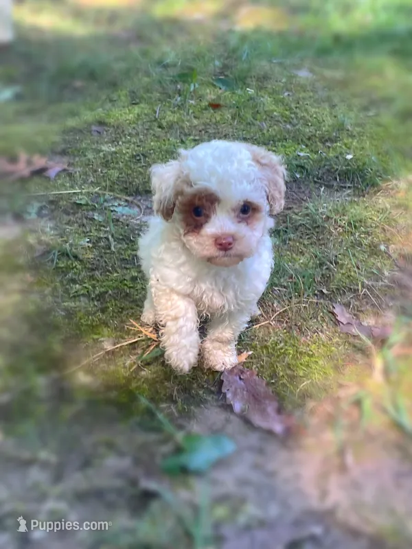 Magnolia – Maltipoo puppy for sale in Gladstone, VA