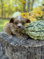 Poppy, a female Cavapoo for sale in Gladstone, VA – 3 of 4