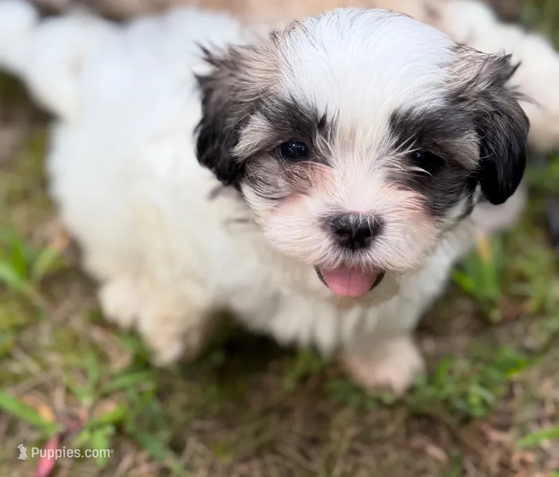 Maximus – Mal Shi puppy for sale in Gladstone, VA