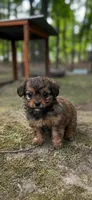 Cinnamon, a female Mal Shi for sale in Gladstone, VA – 3 of 3