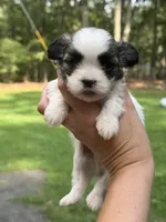 Maximus, a male Mal Shi for sale in Gladstone, VA – 6 of 7