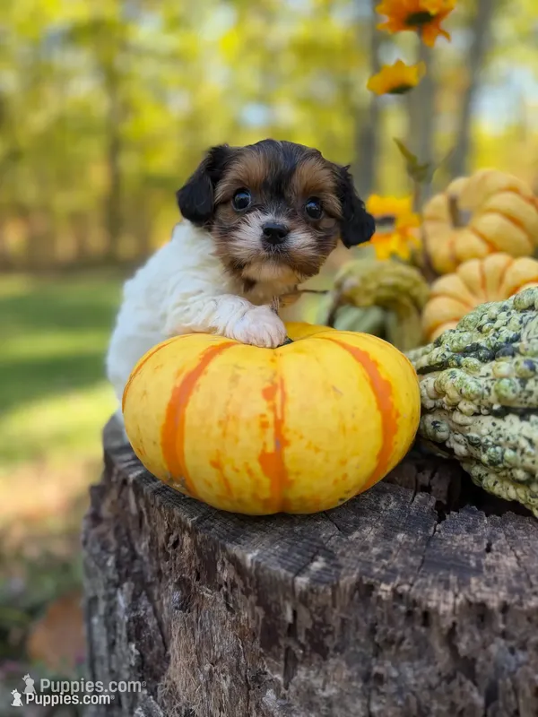 Marigold  – Cavapoo puppy for sale in Gladstone, VA