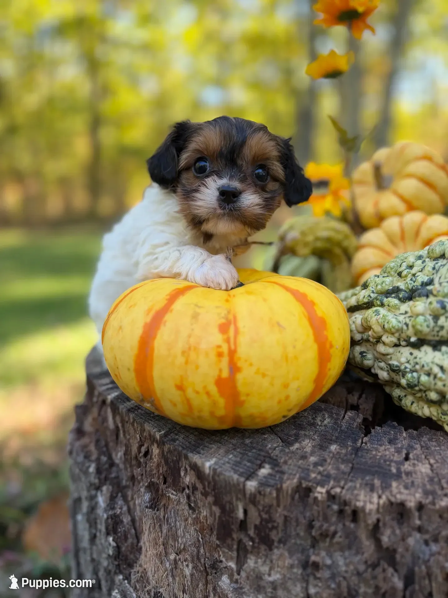 Marigold , a female Cavapoo for sale in Gladstone, VA – 1 of 2
