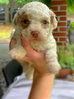 Magnolia, a female Maltipoo for sale in Gladstone, VA – 2 of 2