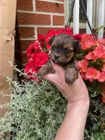 Cinnamon , a female Mal Shi for sale in Gladstone, VA – 4 of 4