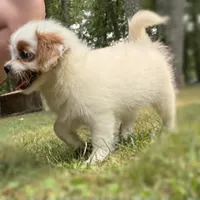 Yogurt, a female Mal Shi for sale in Gladstone, VA – 4 of 5