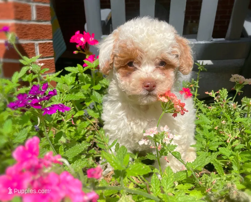 Magnolia – Maltipoo puppy for sale in Gladstone, VA