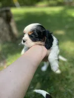 Winston, a male Cavalier King Charles Spaniel for sale in Gladstone, VA – 5 of 5