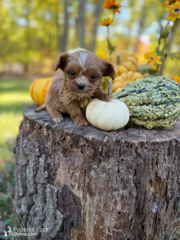 Poppy – Cavapoo puppy for sale in Gladstone, VA