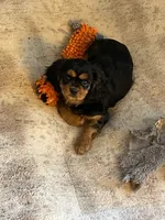 Fiona , a female Cavalier King Charles Spaniel for sale in Gladstone, VA – 4 of 4