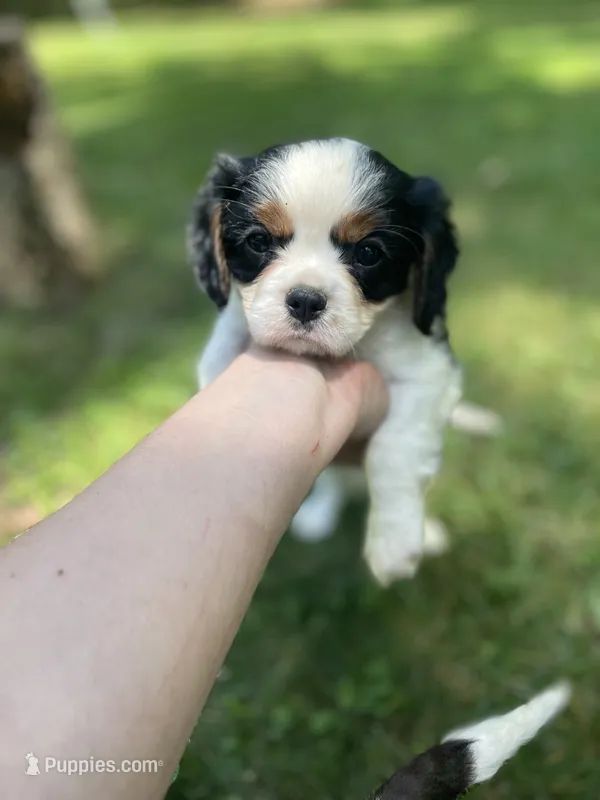 Winston – Cavalier King Charles Spaniel puppy on hold in Gladstone, VA