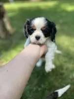 Winston, a male Cavalier King Charles Spaniel for sale in Gladstone, VA – 1 of 5