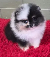Elvis, a male Pomeranian for sale in Brunswick, GA – 3 of 4