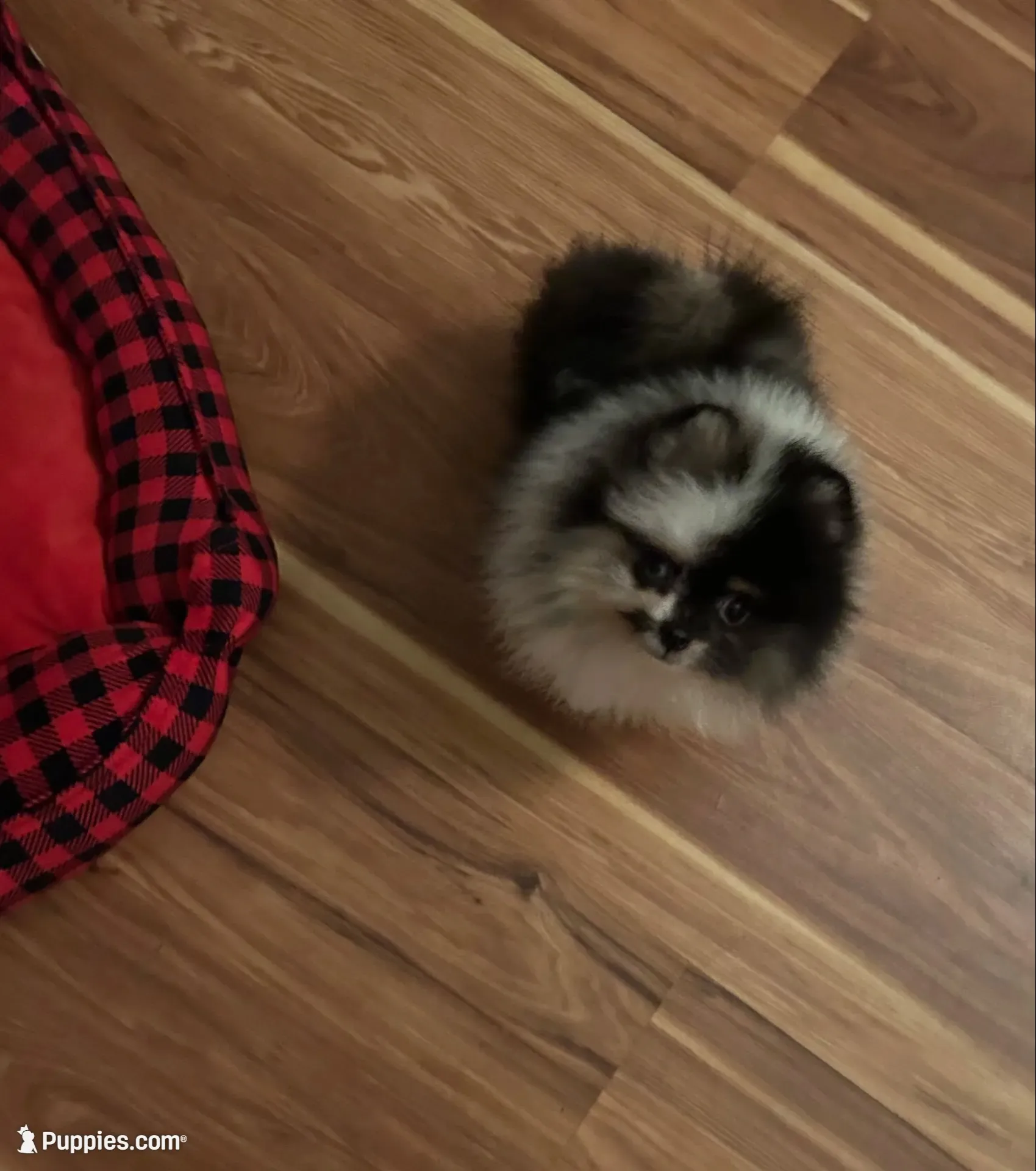 Elvis, a male Pomeranian for sale in Brunswick, GA – 2 of 4