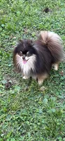 Sterling, a male Pomeranian for sale in Brunswick, GA – 3 of 3